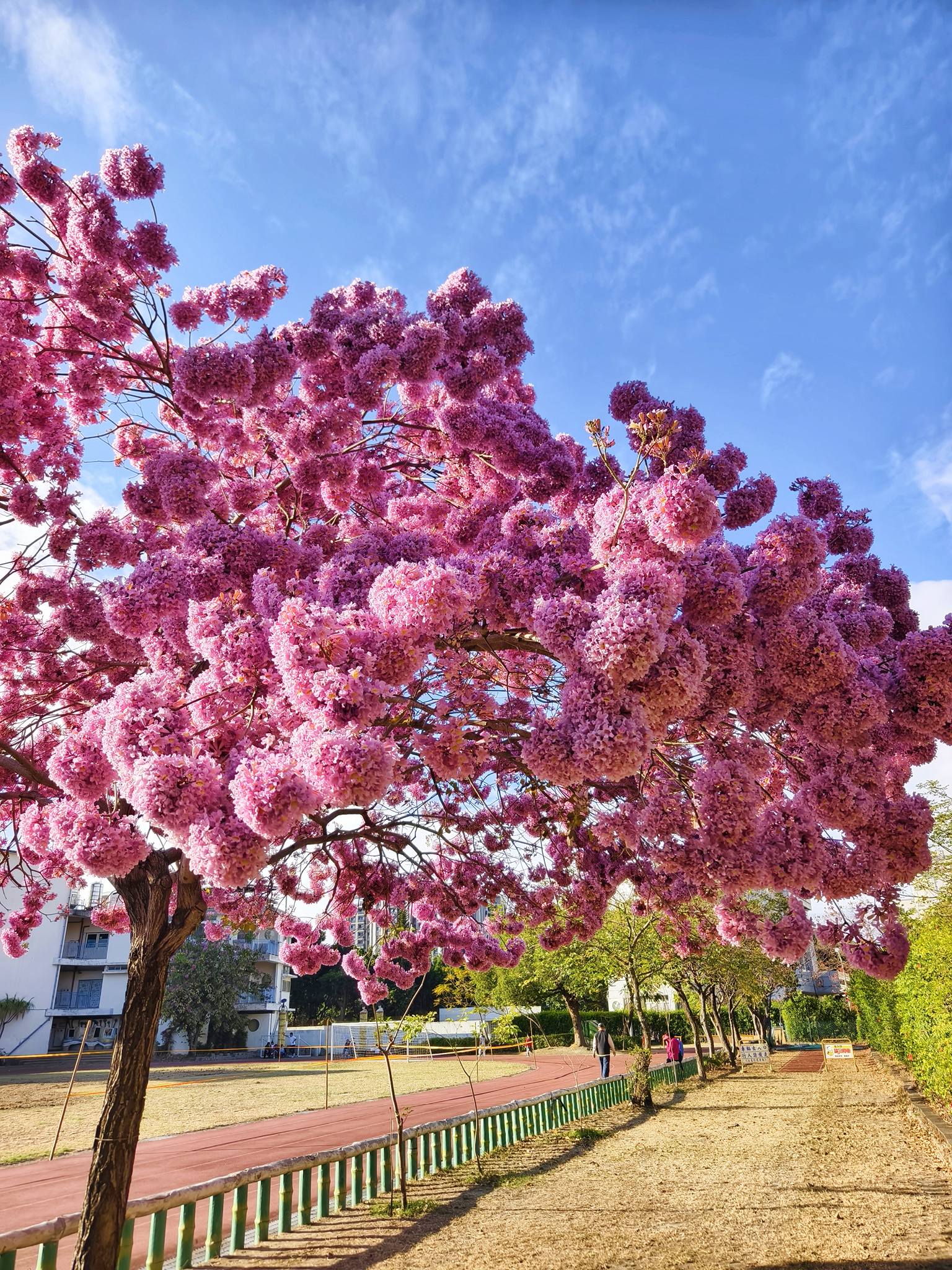 花期限定｜在彰化市區剛剛好的吃喝玩樂