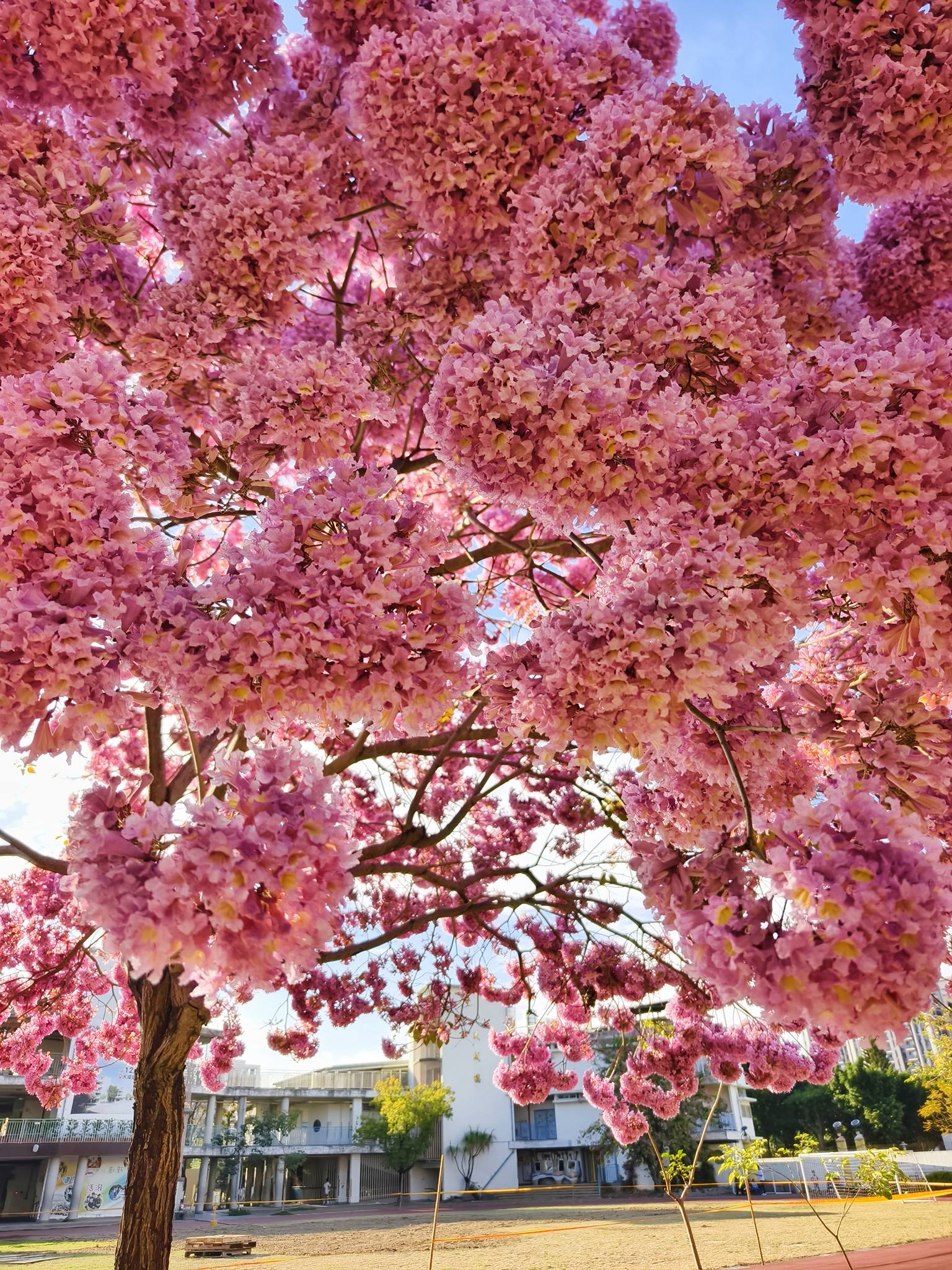 花期限定｜在彰化市區剛剛好的吃喝玩樂