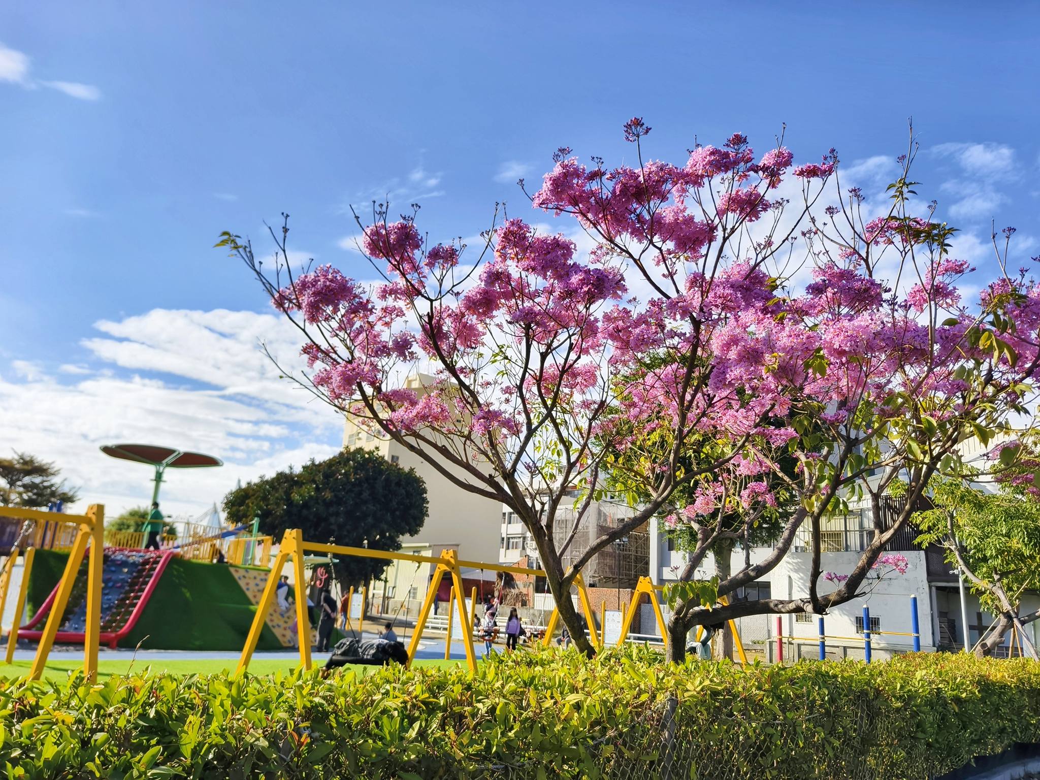 花期限定｜在彰化市區剛剛好的吃喝玩樂