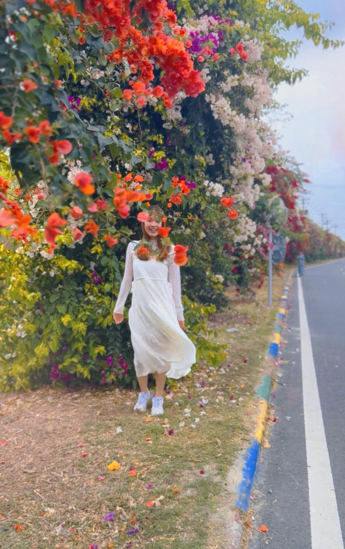 田中梅州街九重葛花牆