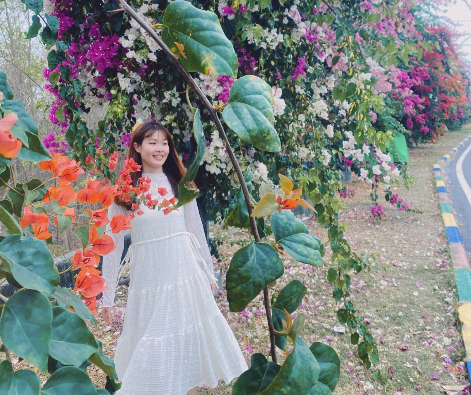 路過盛開的春天,彰化田中九重葛花開