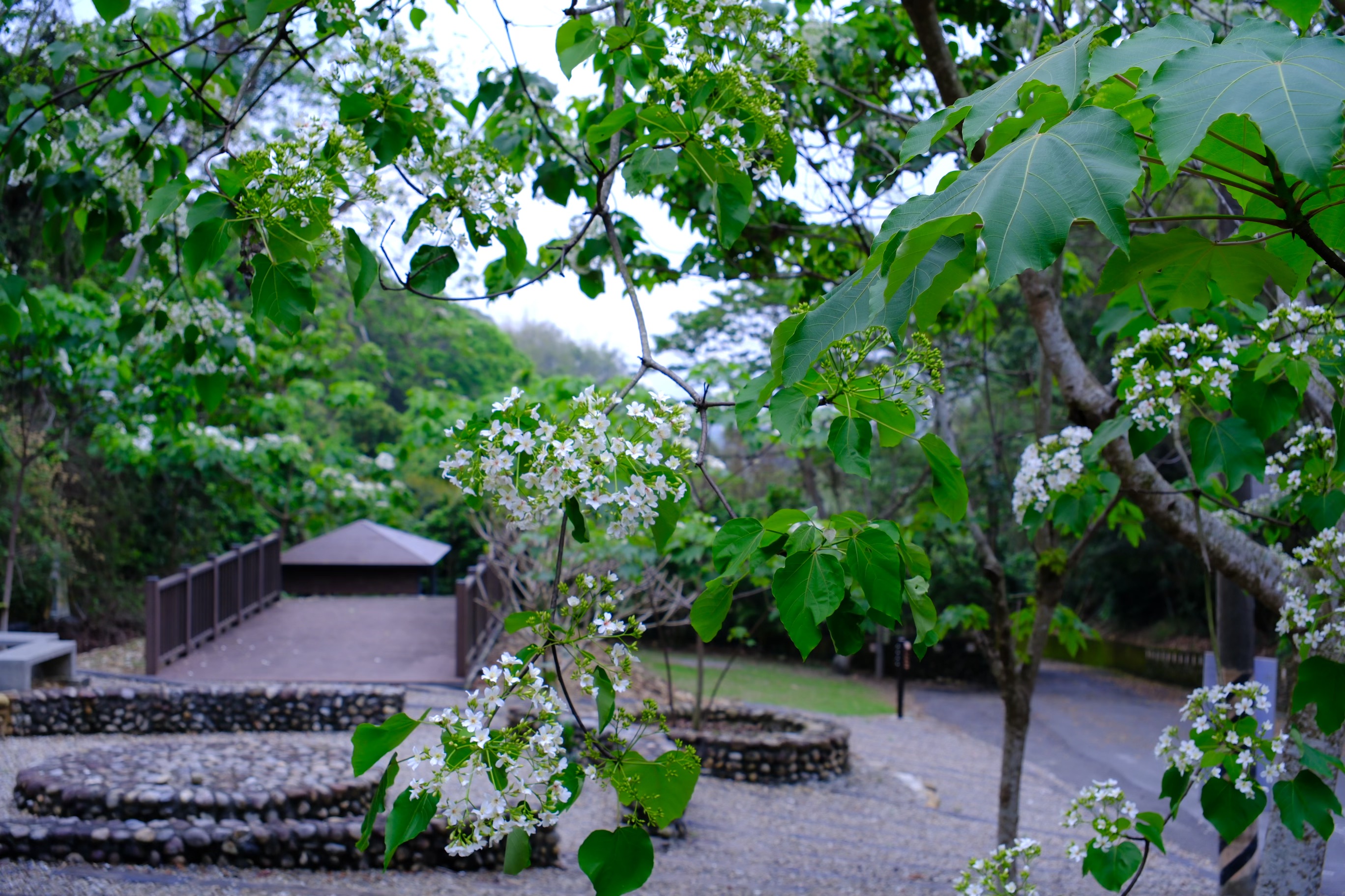 跟著桐花去旅行