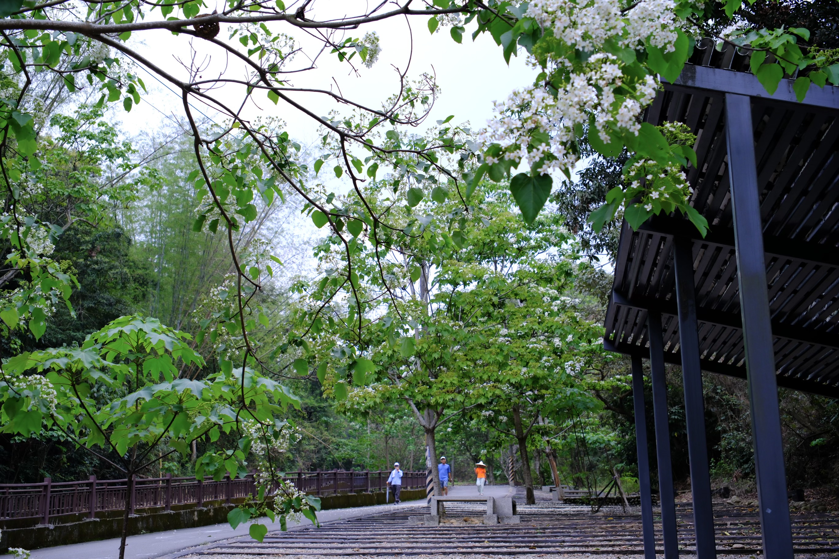 跟著桐花去旅行