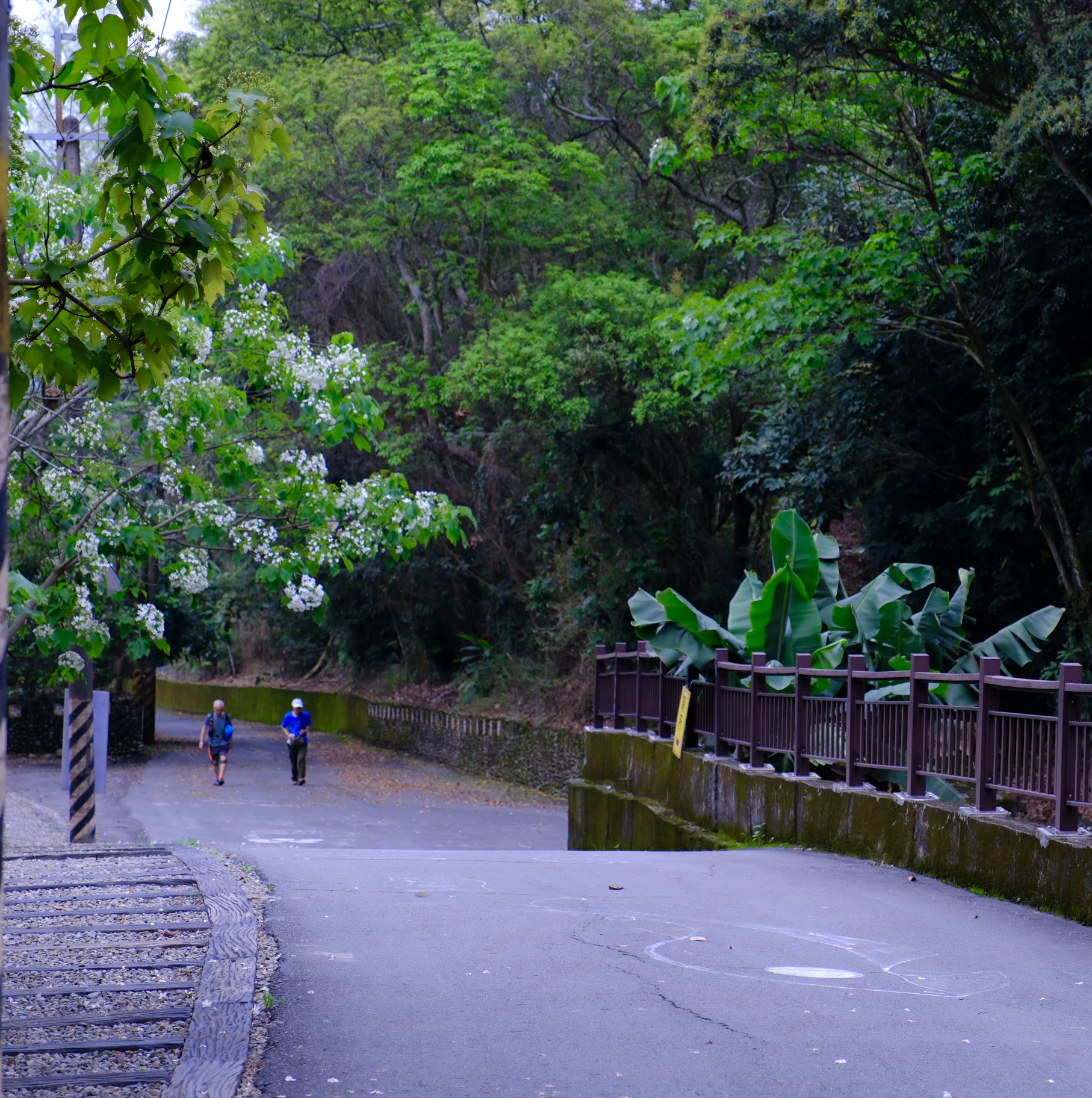 跟著桐花去旅行