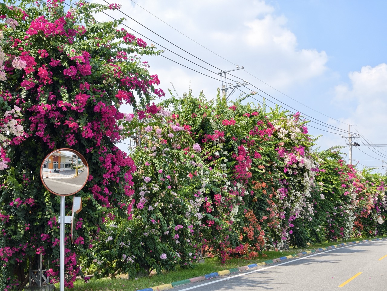 田中梅州街九重葛花牆