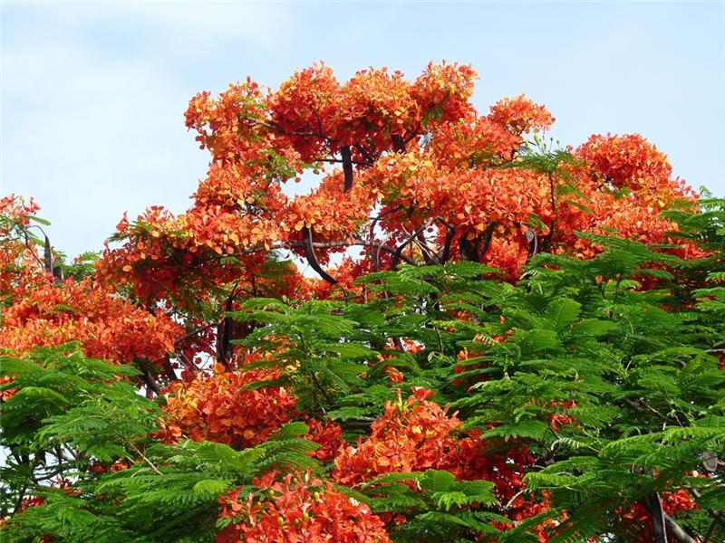 (Spring flower news) The blooming of phoenix flowers announce the coming of the graduation season