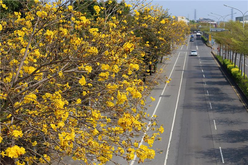 Visit Changhua in spring and enjoy flowers’ fragrance – Golden trumpet tree