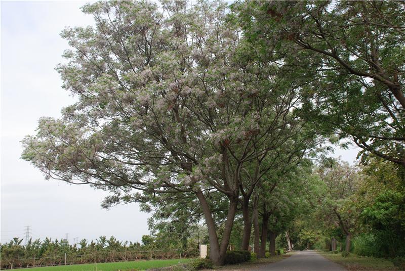 Bead tree