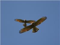 2021 Eagle Watching Season: All are invited to watch eagles!