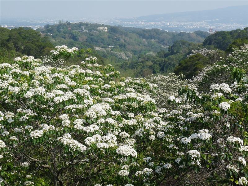 Tung-Blossom Appreciation on Bagua Mountain
