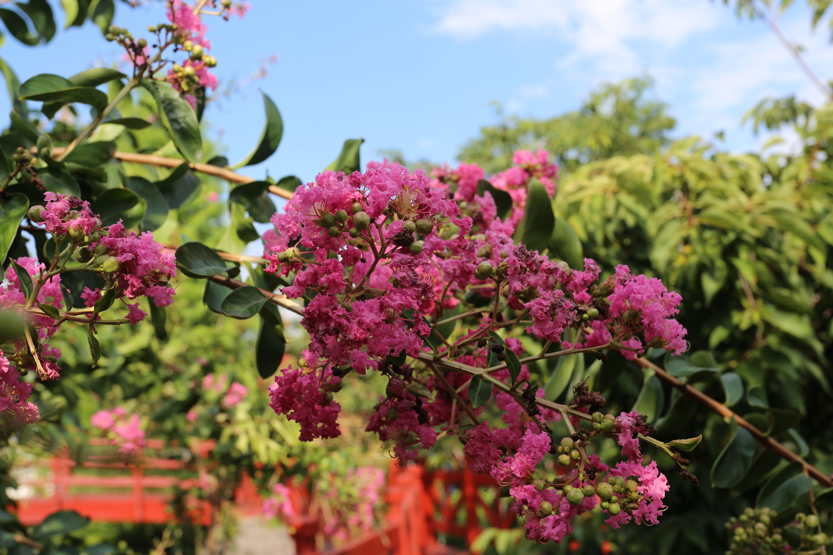 Magnificent Fenyuan Flower Producing and Recreational Park-3