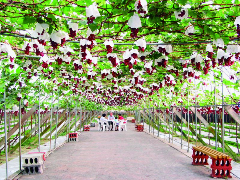 Lu Wine House—Lu Grape Trees Tunnel