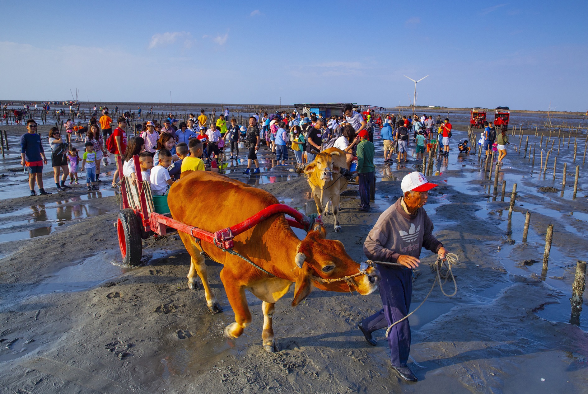 Visitors can enter the intertidal zone by taking the sea-ox drawn carts. As soon as the cart stops, children will run happily to explore this piece of land and adventure. Some of them play with the sa