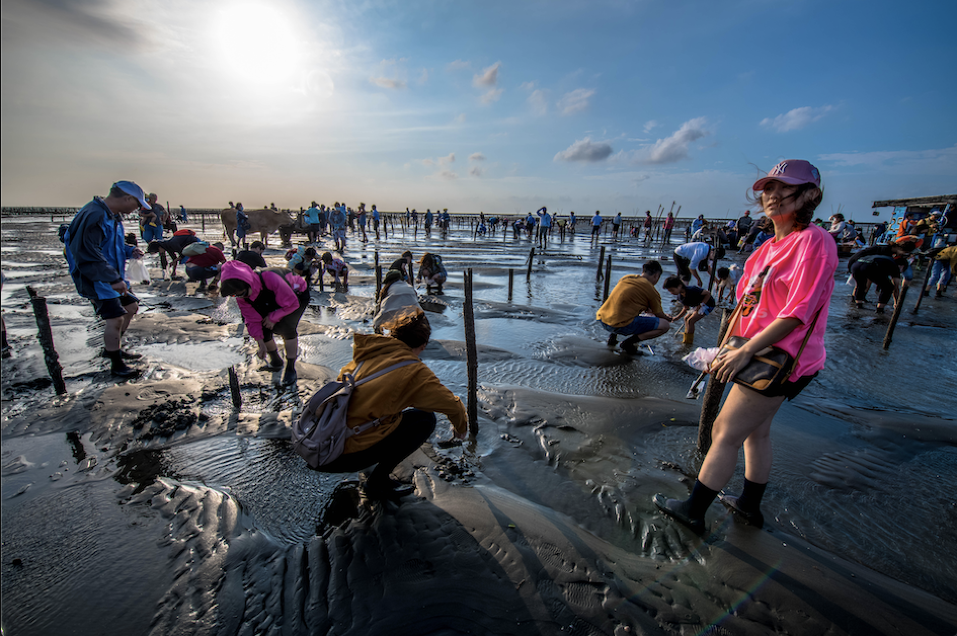 In the experience trip on the intertidal zone, after the cart passes the embankment and the red mangrove reserved area, visitors will stop at the gravel zone to observe the ecology of hermit crabs wit