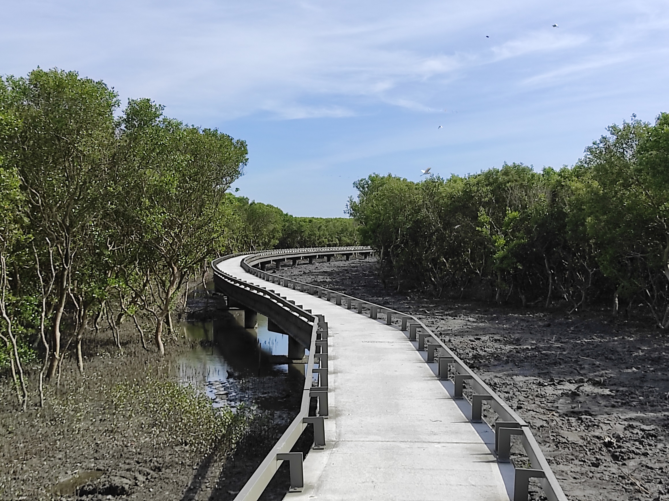 During the ebb, the puddles in the intertidal zone provide temporary habitats for coastal creatures that cannot survive drought. It is also an ideal habitat for fiddler crabs and mud skippers. Serving