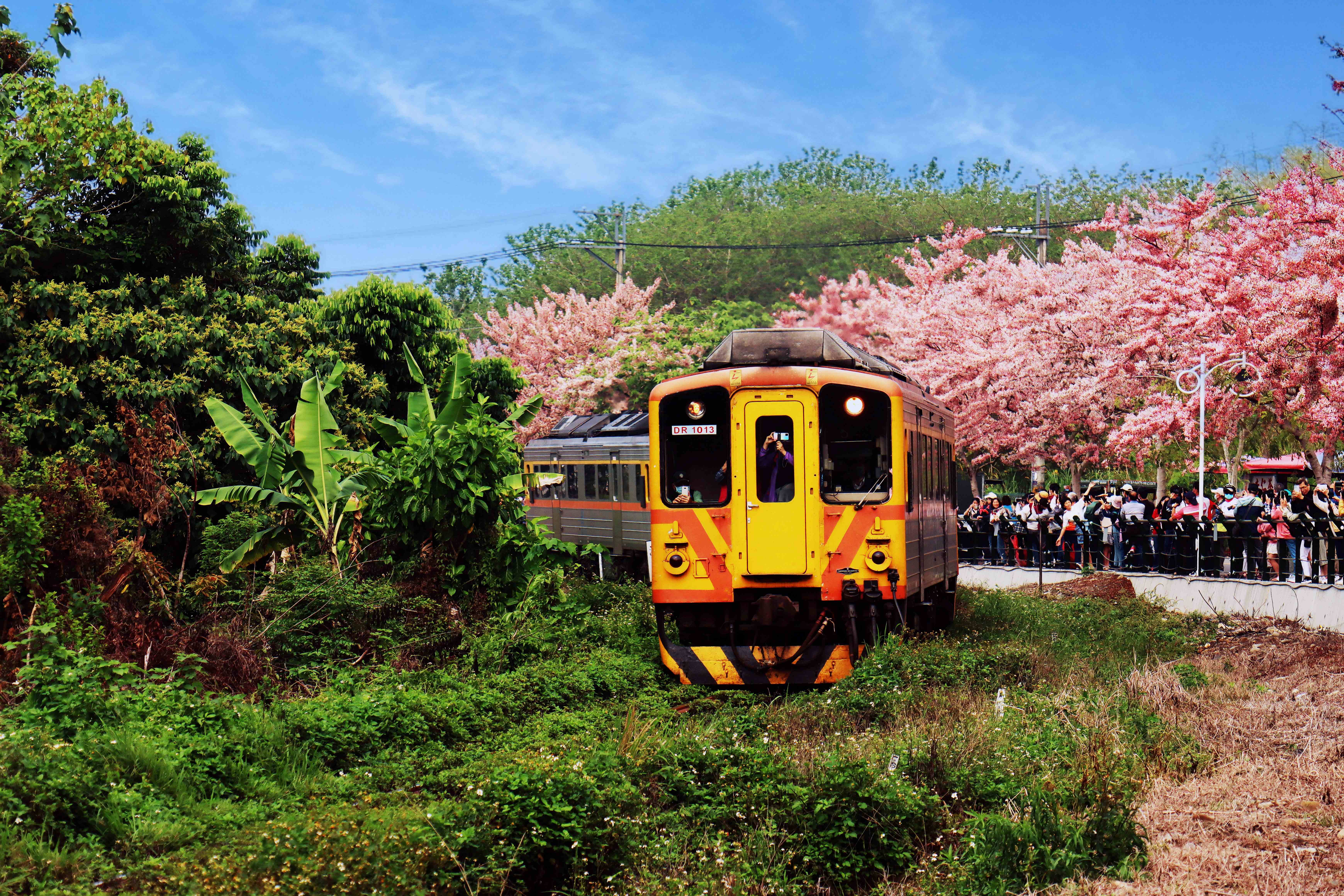 Pink Shower Trees in Ershui