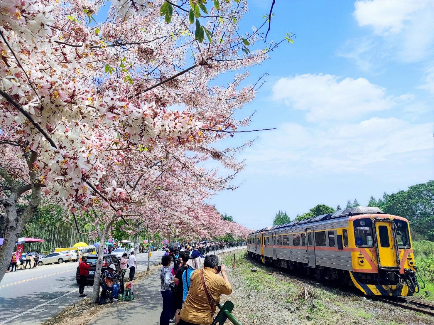 Pink Shower Trees in Ershui