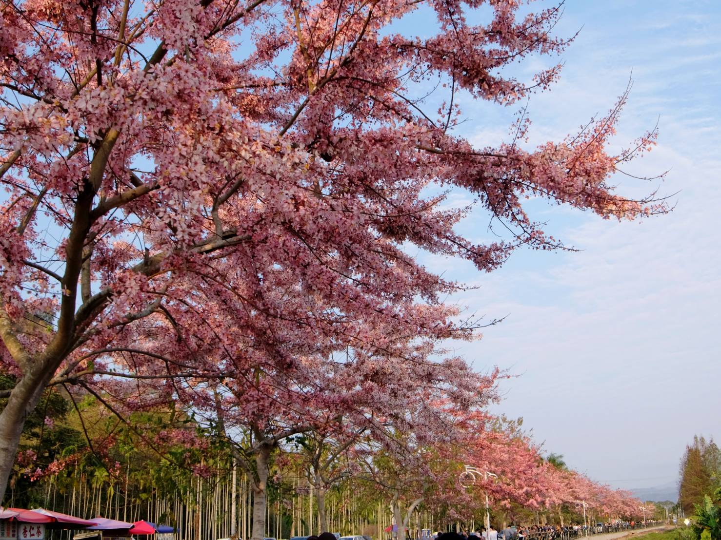 Pink Shower Trees in Ershui