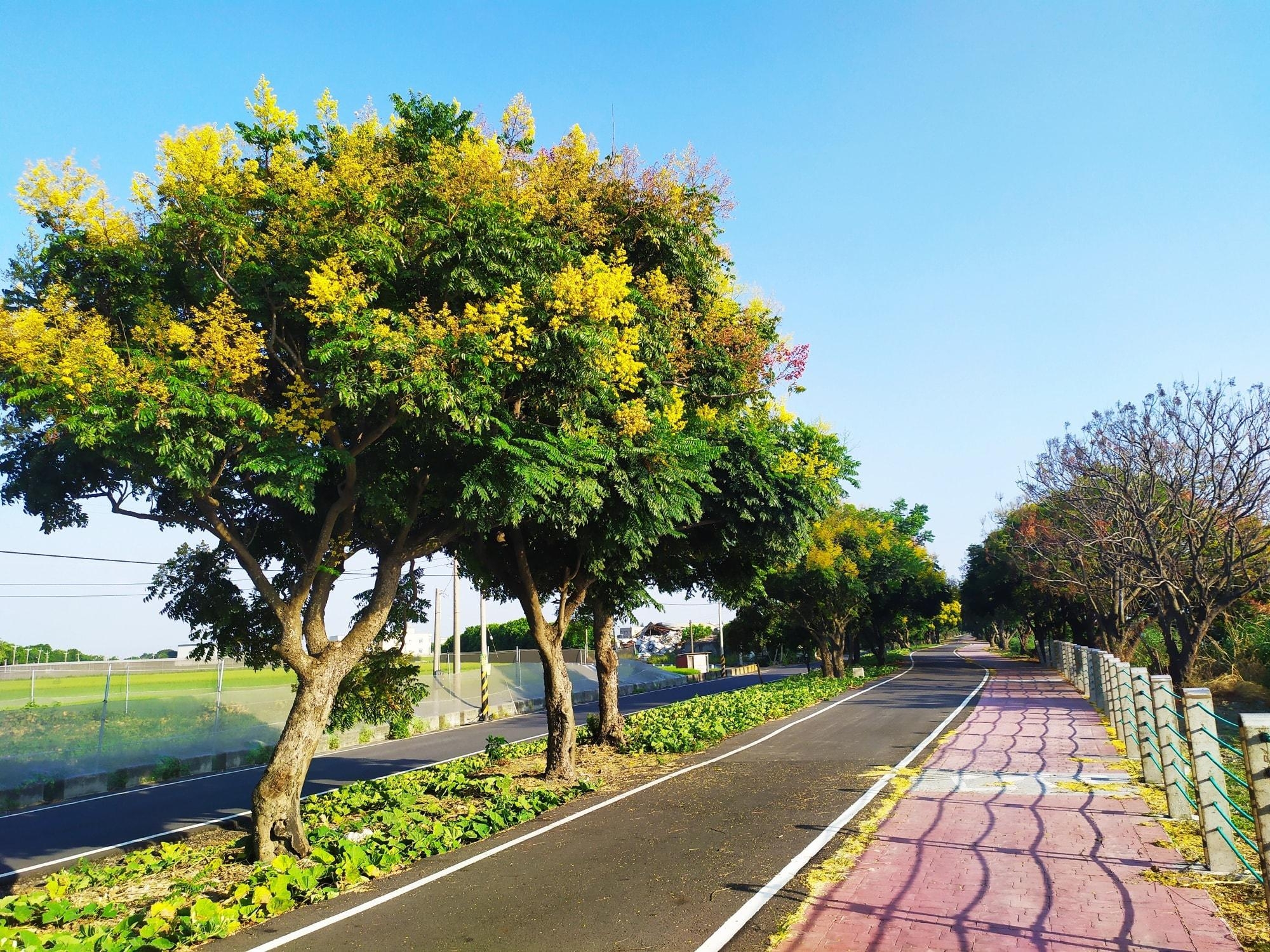 Changhua Xihu Green Tunnel