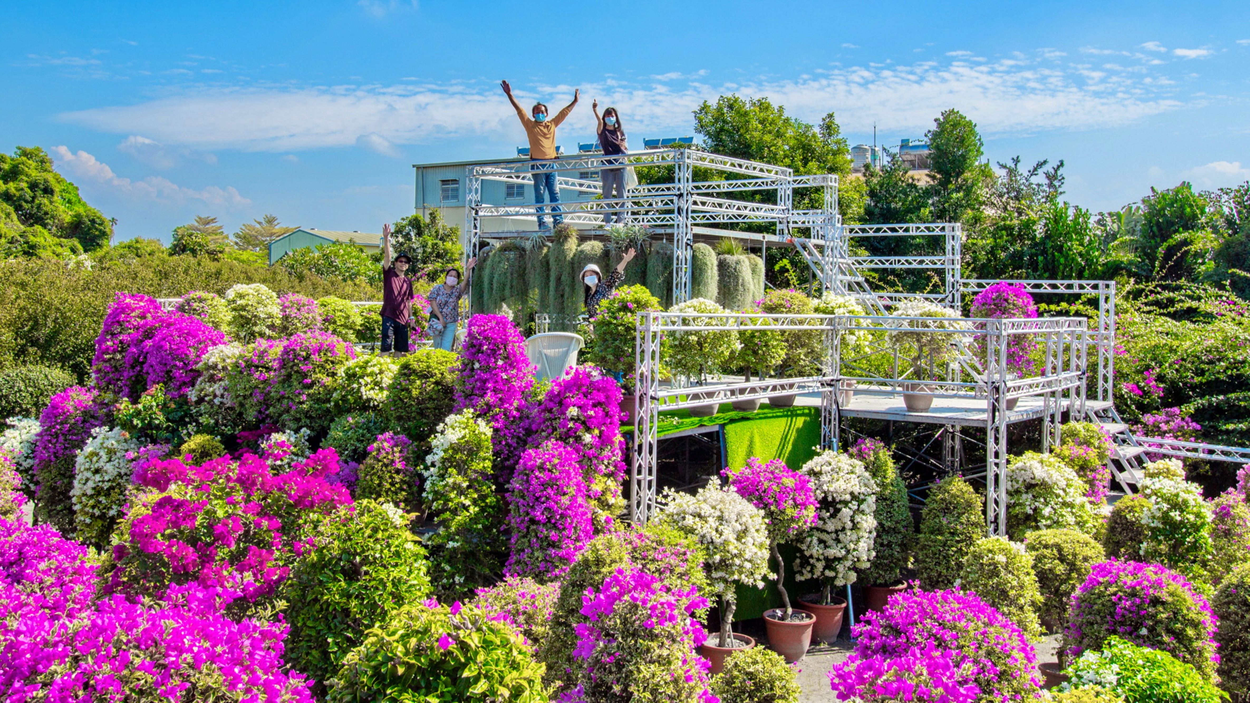 Bougainvillea Flower Sea