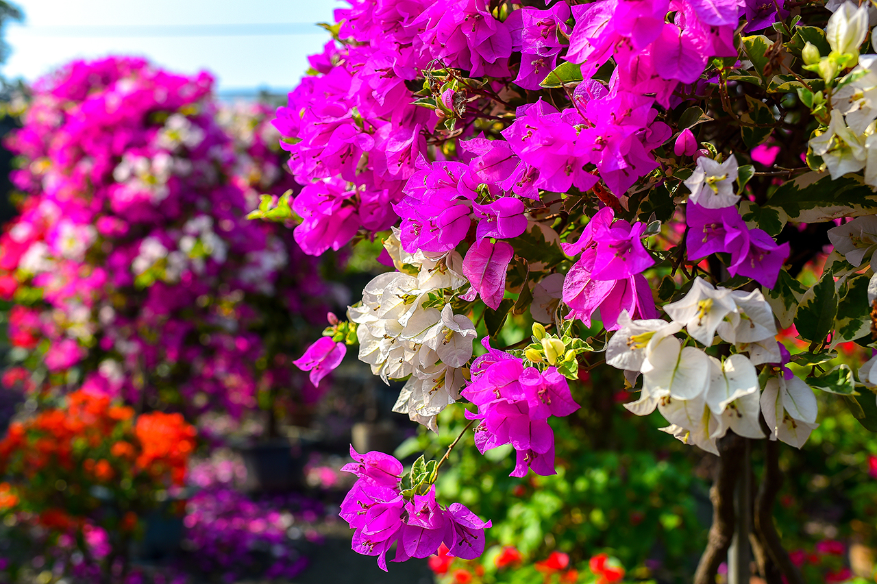 Bougainvillea Flower Sea