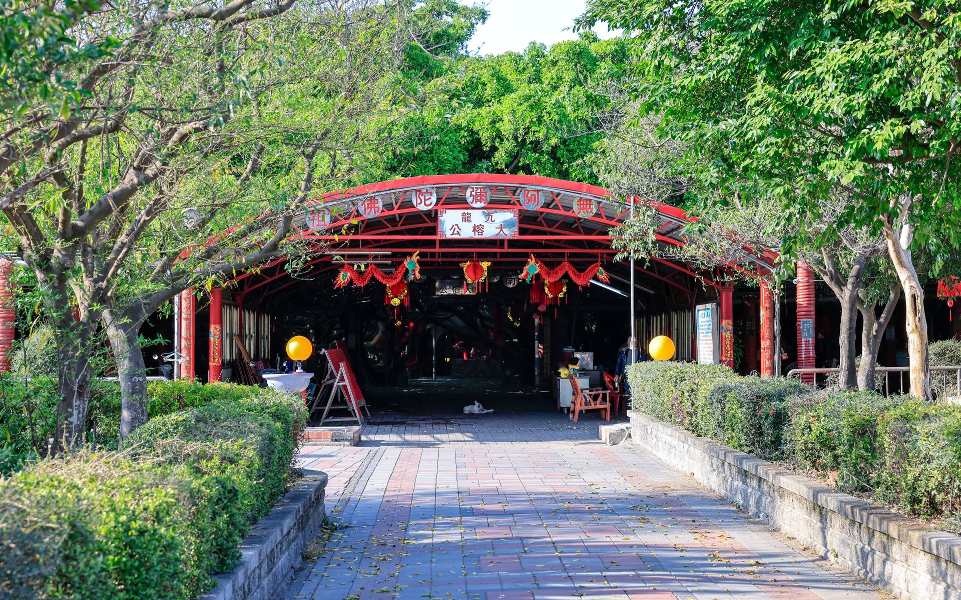 The old banyan tree is supported by many huge and thick roots, each of which stretch far into different directions, with their tips creeping all over the ground. Meanwhile, the branches and leaves gro