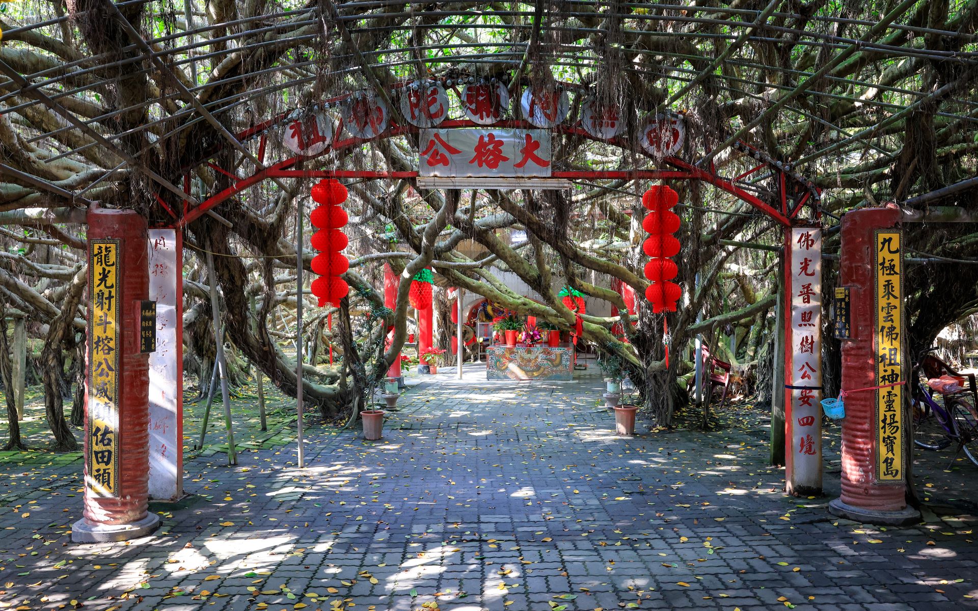 Huge Nine-Dragon Banyan Tree