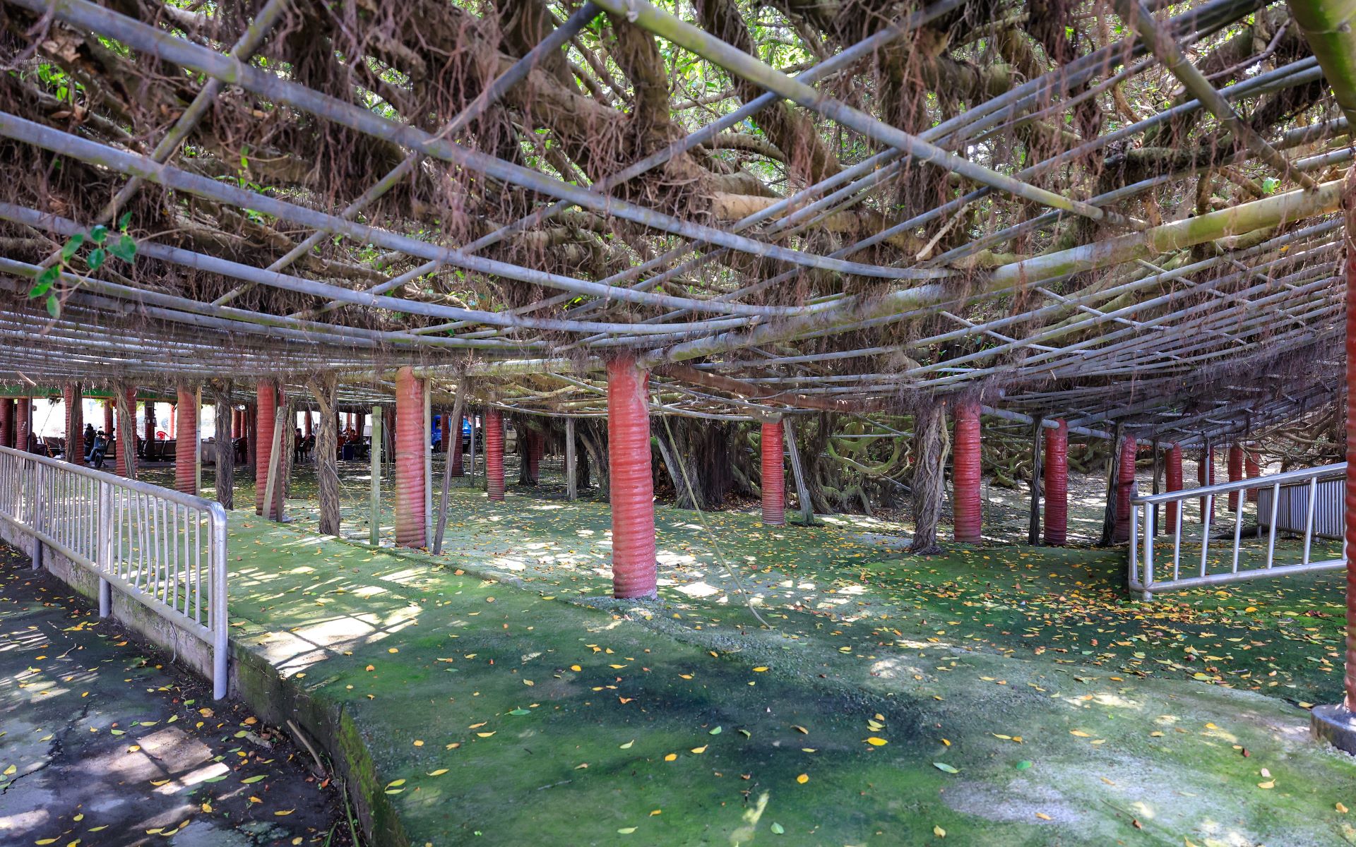 Huge Nine-Dragon Banyan Tree