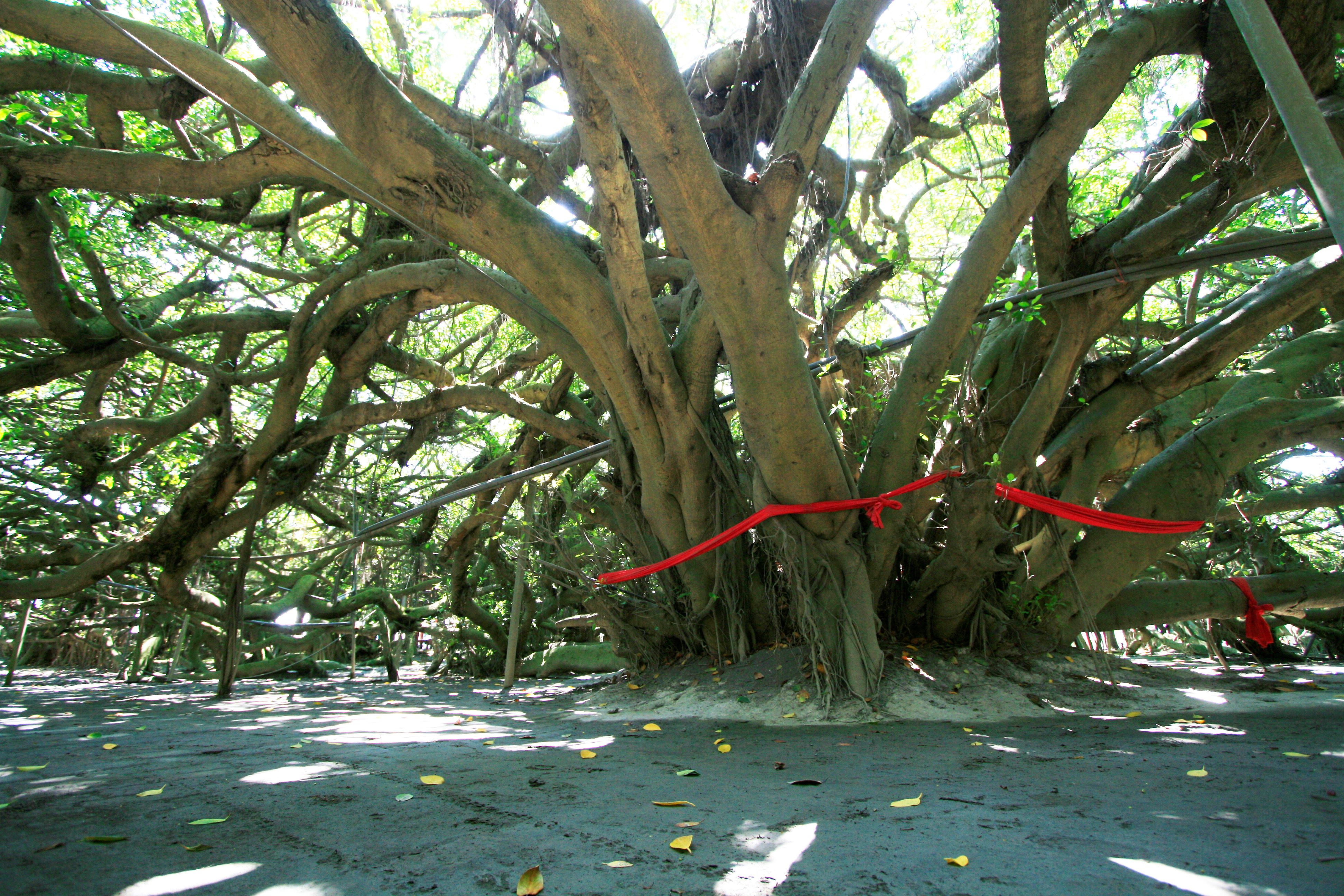 Huge Nine-Dragon Banyan Tree