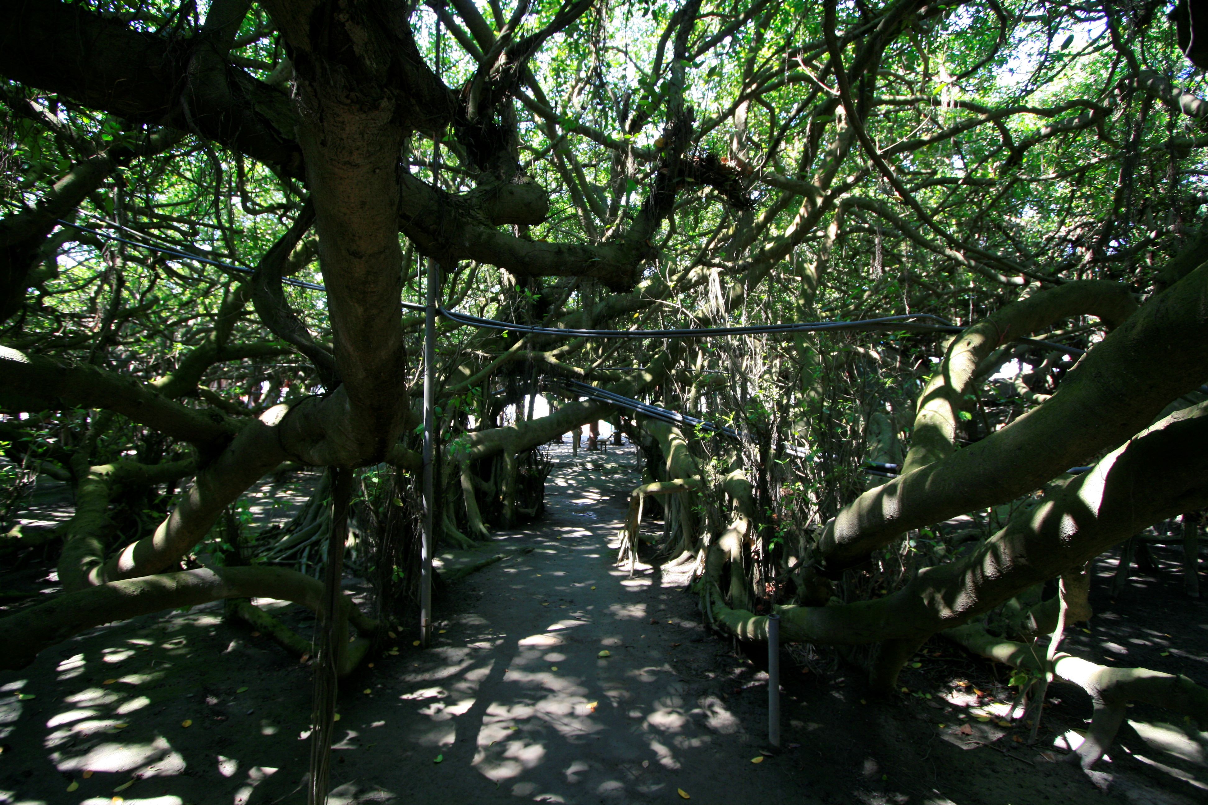 Huge Nine-Dragon Banyan Tree