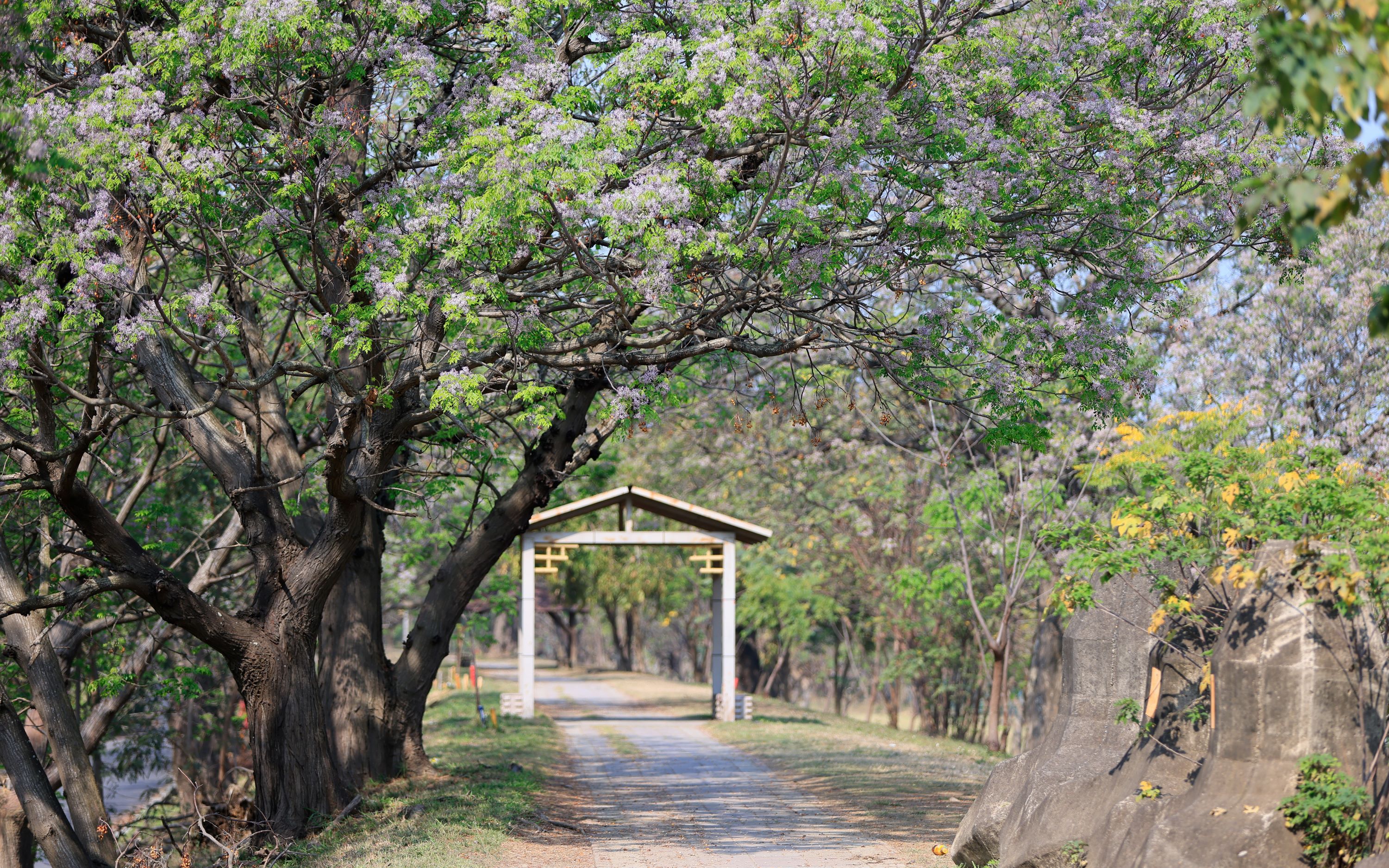 Changhua Chinaberry Blossom Season 