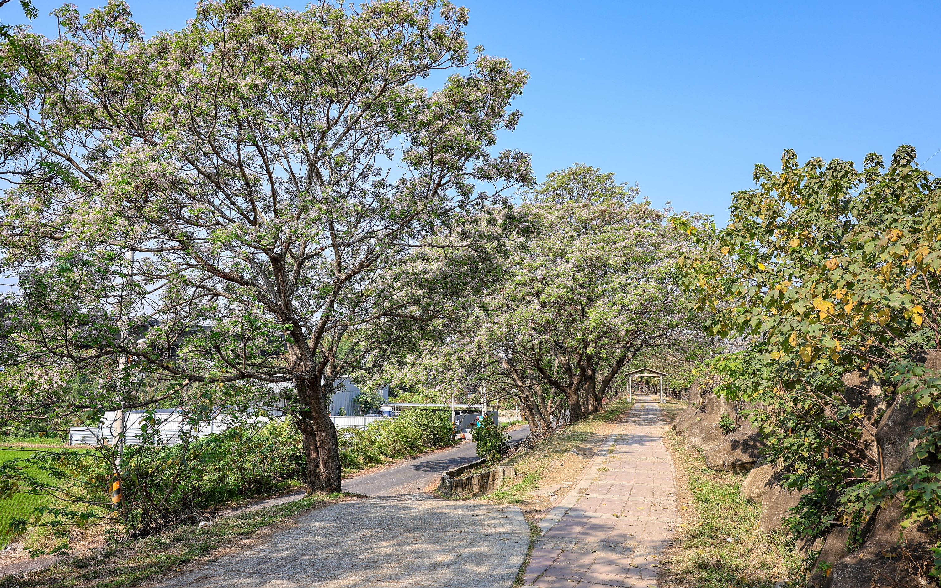 Changhua Chinaberry Blossom Season 