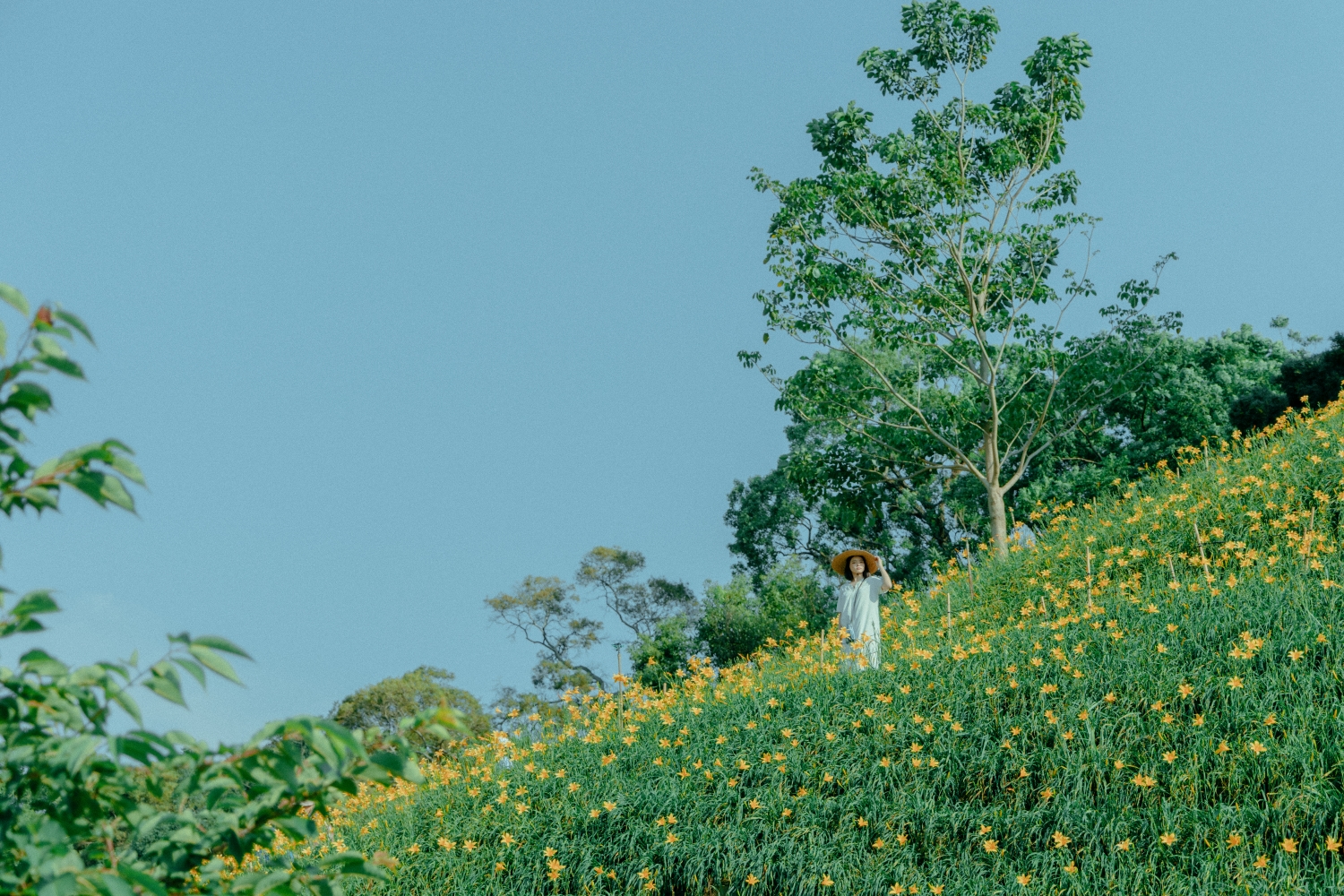 Orange Daylilies in Hushan Mountain