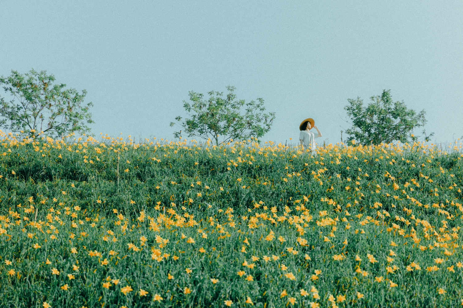 Orange Daylilies in Hushan Mountain