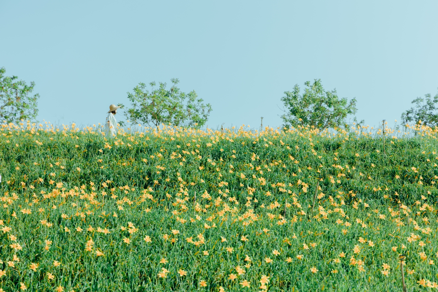 Orange Daylilies in Hushan Mountain