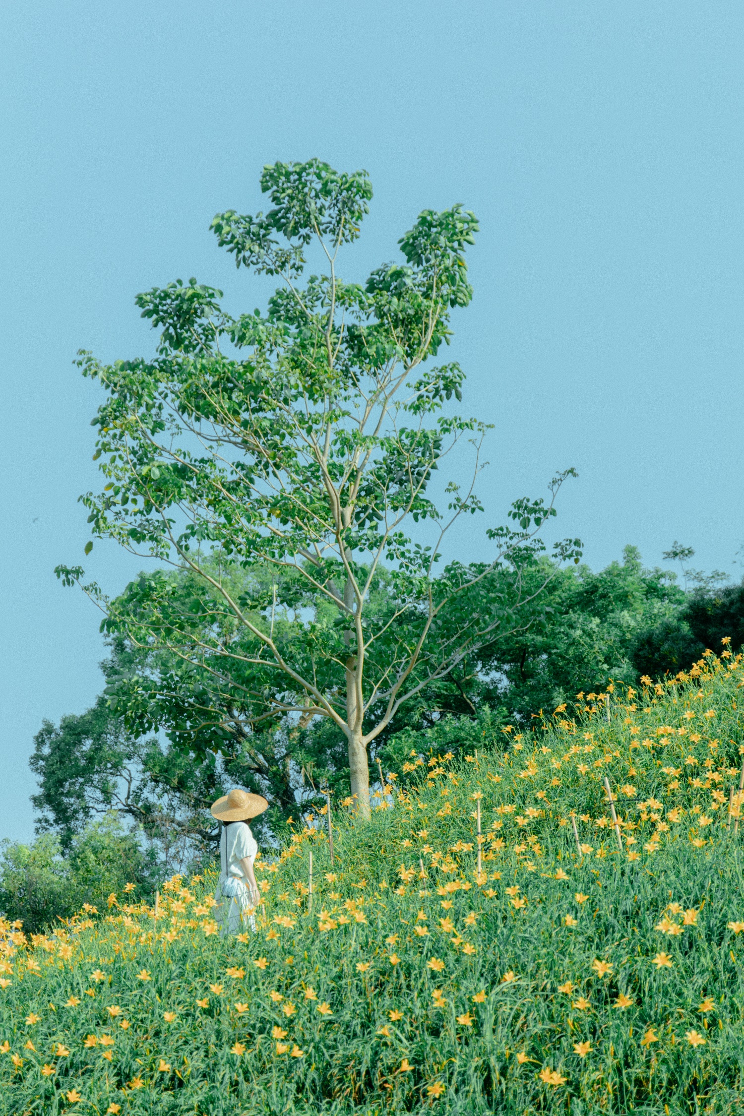 Orange Daylilies in Hushan Mountain