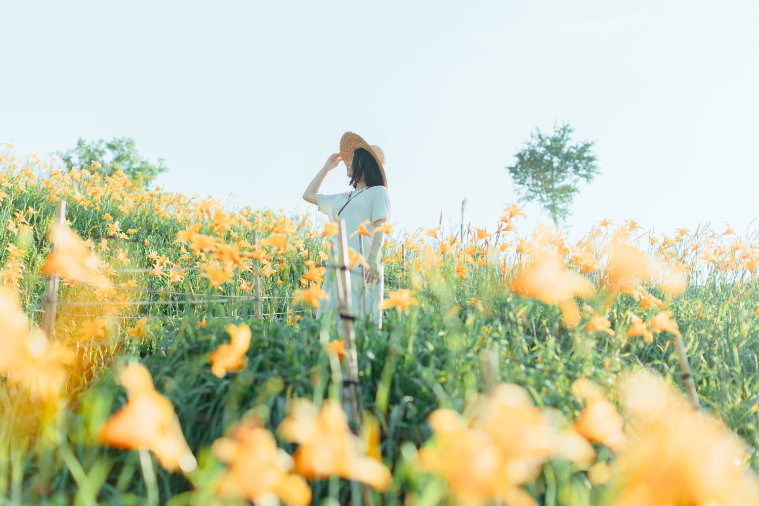 Orange Daylilies in Hushan Mountain