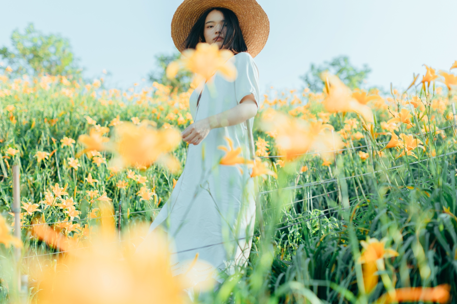 Orange Daylilies in Hushan Mountain