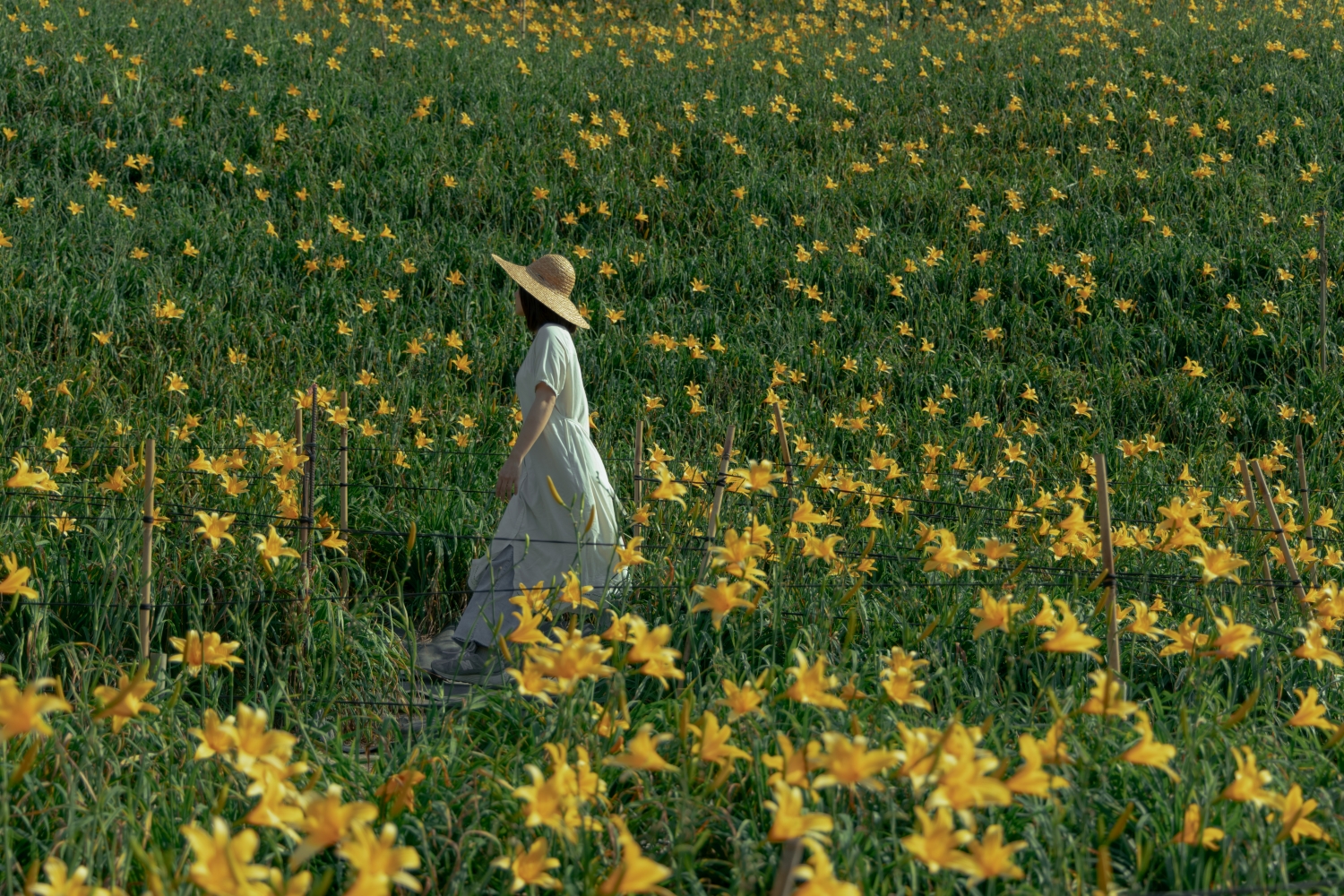 Orange Daylilies in Hushan Mountain