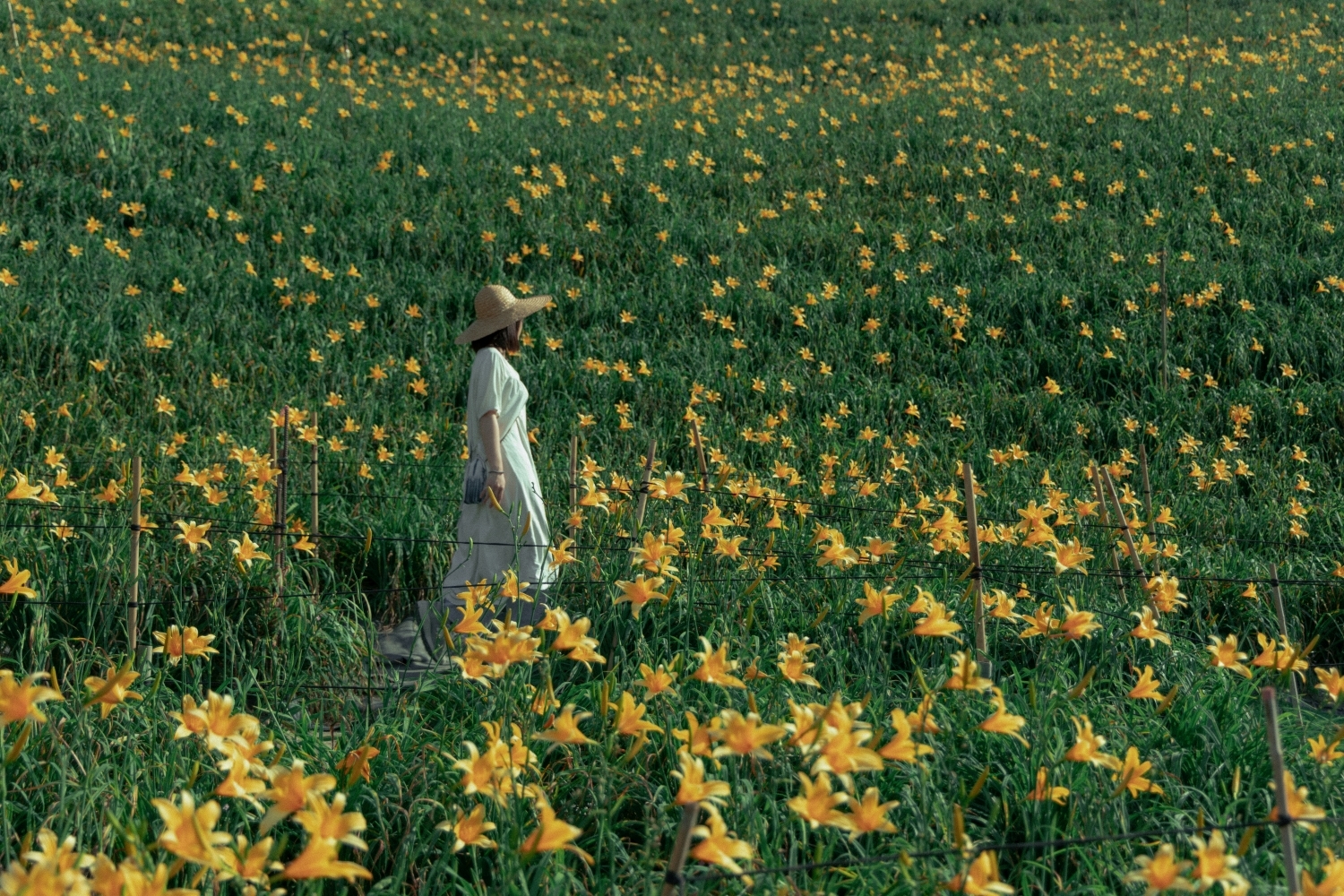 Orange Daylilies in Hushan Mountain