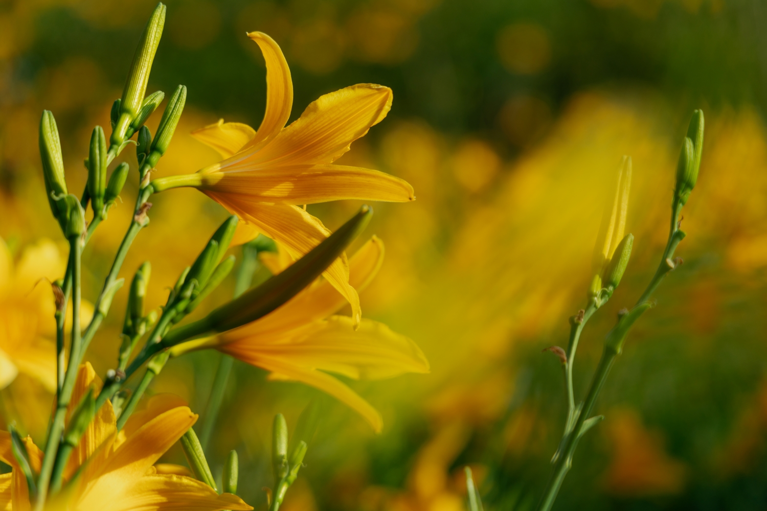 Orange Daylilies in Hushan Mountain