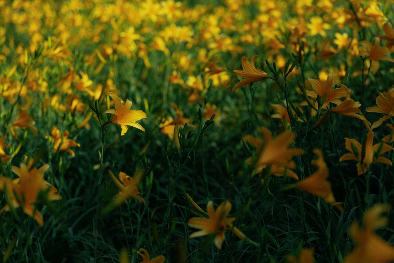 Orange Daylilies in Hushan Mountain