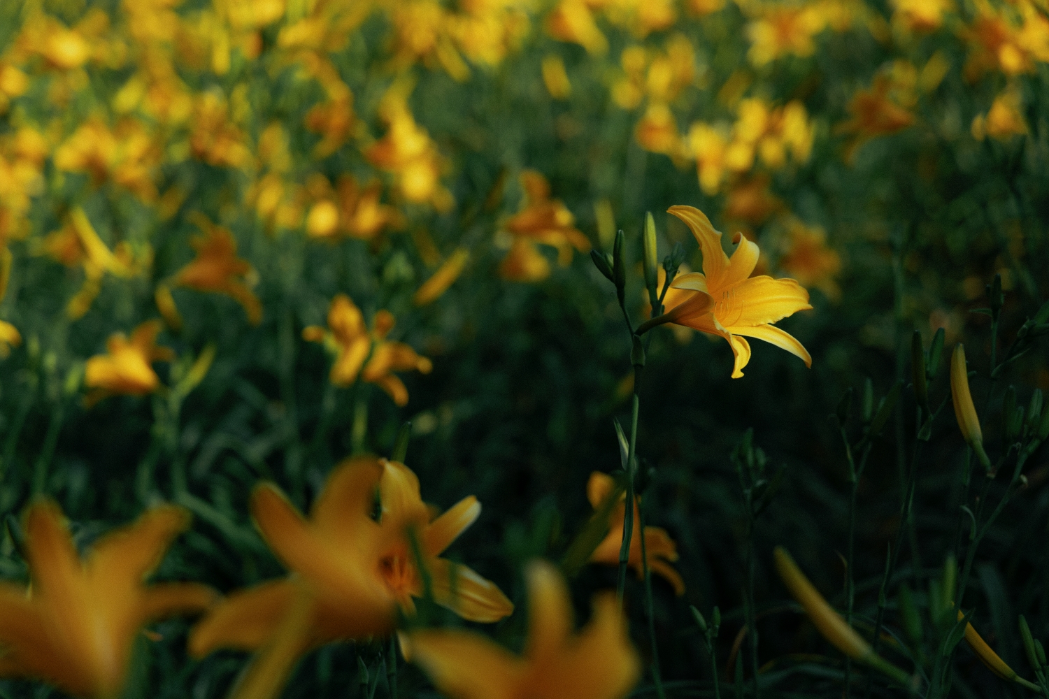 Orange Daylilies in Hushan Mountain