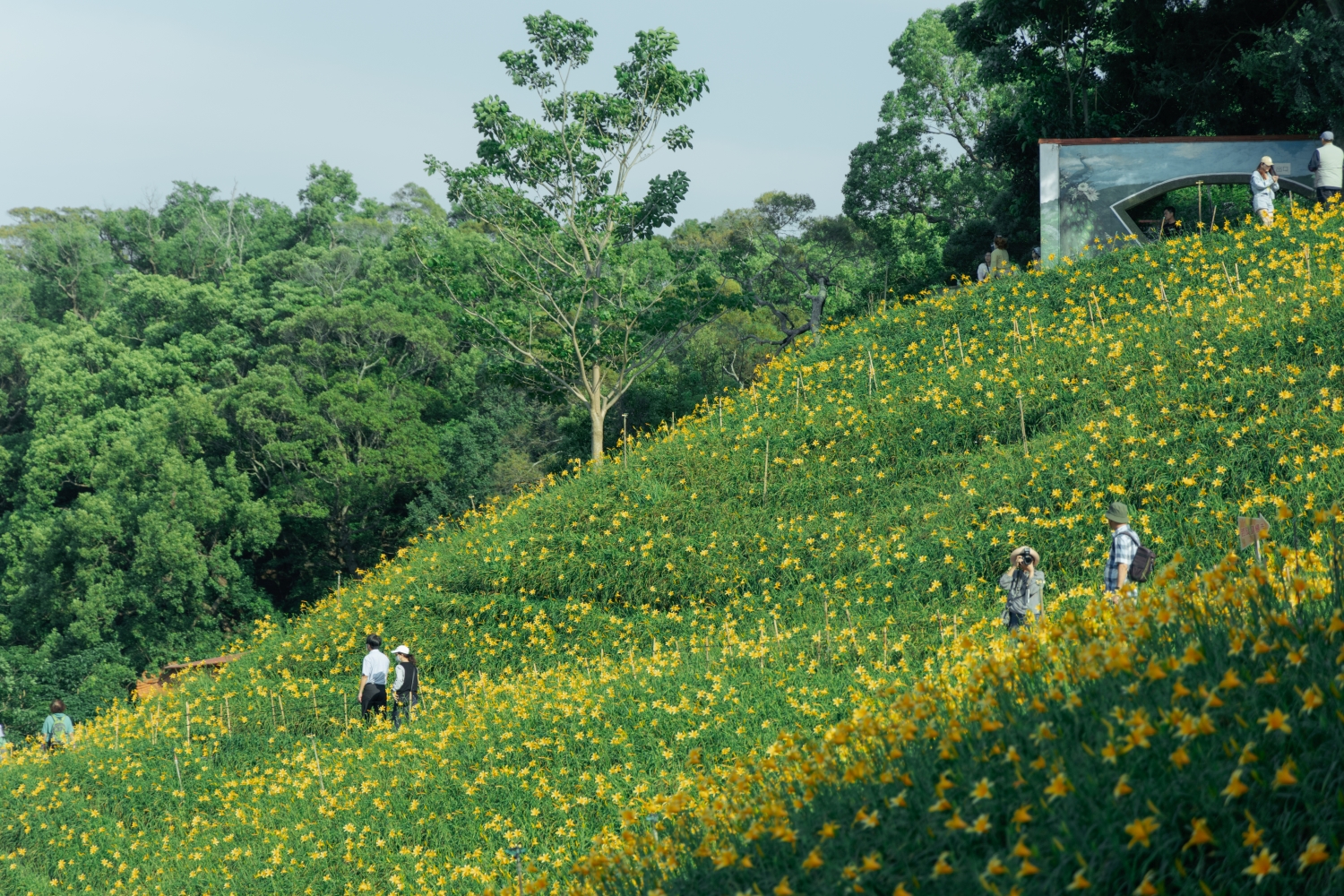 Orange Daylilies in Hushan Mountain