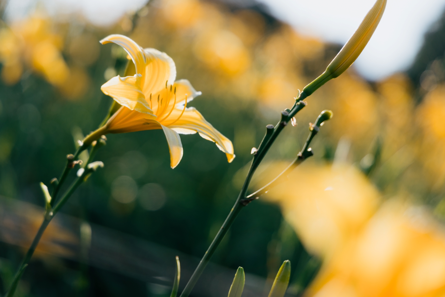 Orange Daylilies in Hushan Mountain