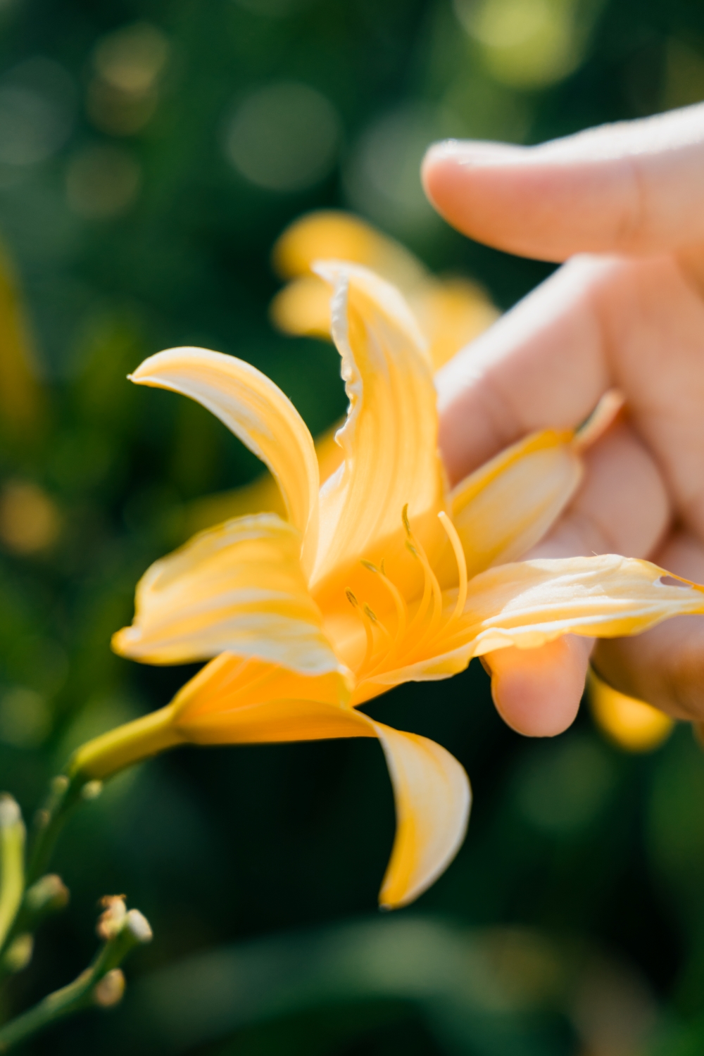 Orange Daylilies in Hushan Mountain