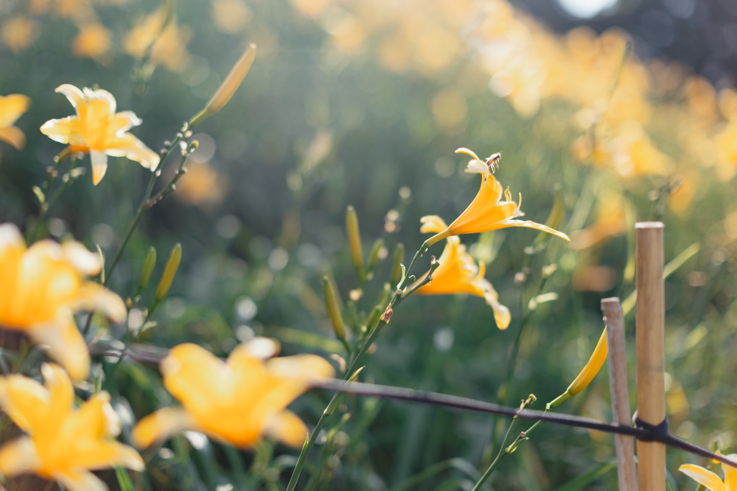 Orange Daylilies in Hushan Mountain