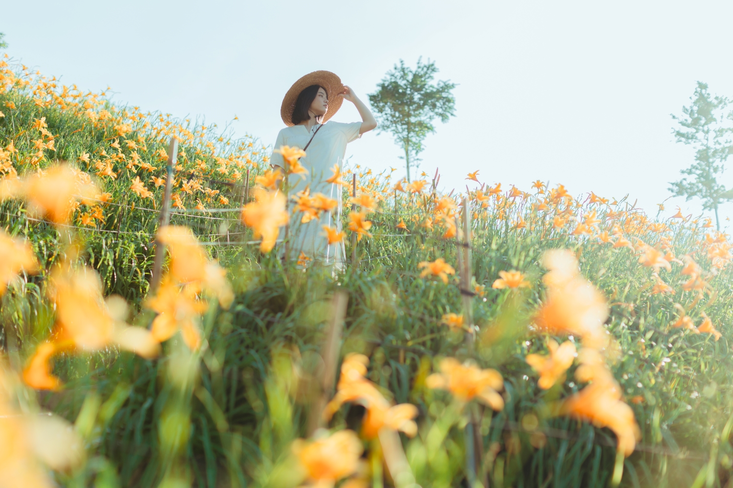 Orange Daylilies in Hushan Mountain