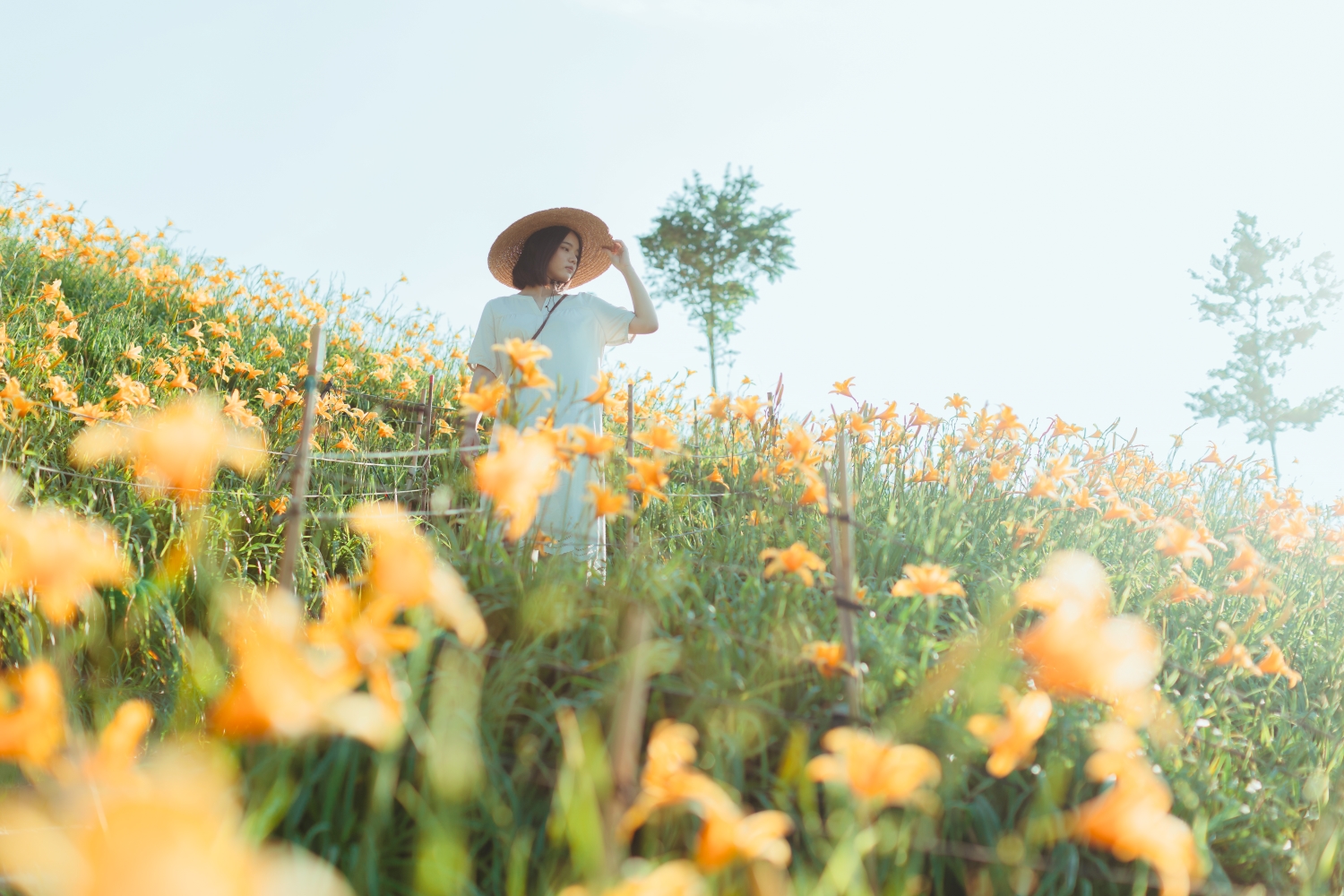 Orange Daylilies in Hushan Mountain