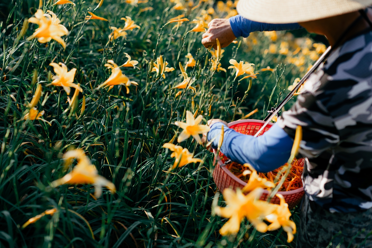 Orange Daylilies in Hushan Mountain